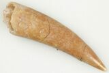 1" Fossil Fish Fang (Aidachar) - Kem Kem Beds, Morocco - #201956-1